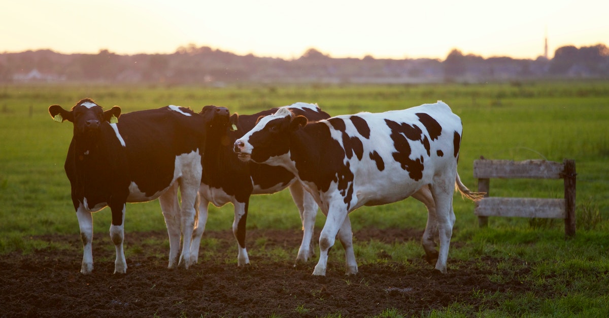 Insurance for livestock: is it worth investing in it or not?