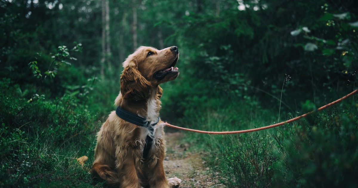 Can dogs eat okra? Find out here